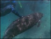 Manatees0077